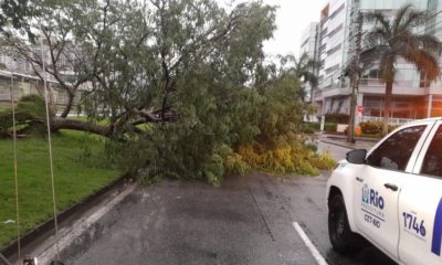 Chuva provoca a queda de uma árvore na Barra da Tijuca