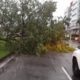 Chuva provoca a queda de uma árvore na Barra da Tijuca