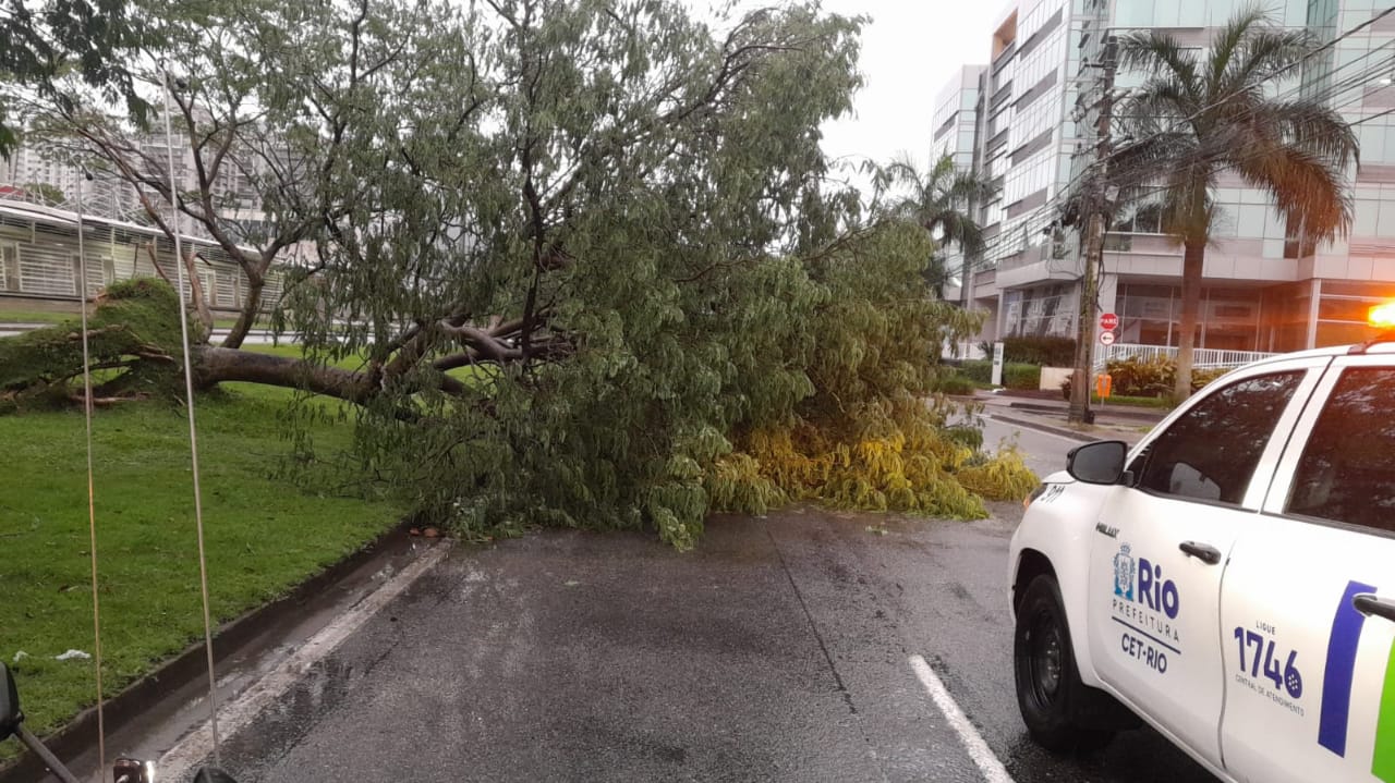 Chuva provoca a queda de uma árvore na Barra da Tijuca