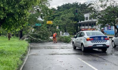 Chuva forte provoca a queda de árvore na Zona Norte do Rio