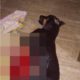 Homem é preso por matar cachorro a sangue frio em Paraty, na Costa Verde (Foto: Divulgação)