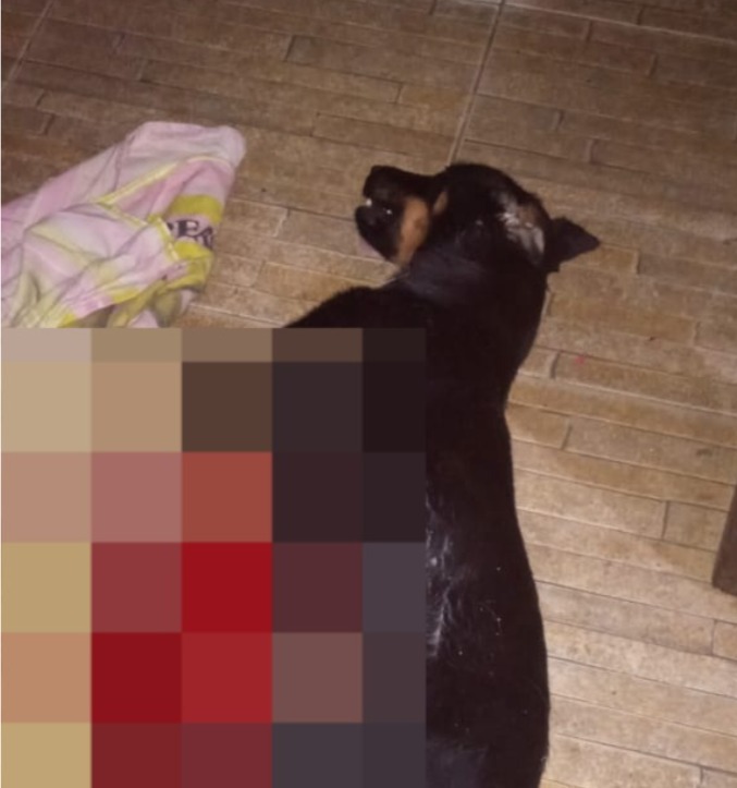 Homem é preso por matar cachorro a sangue frio em Paraty, na Costa Verde (Foto: Divulgação)