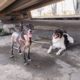 11 cães que viviam amarrados sob viaduto na Avenida Brasil são resgatados (Foto: Divulgação)