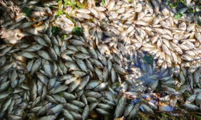 peixes mortos jacarepagua