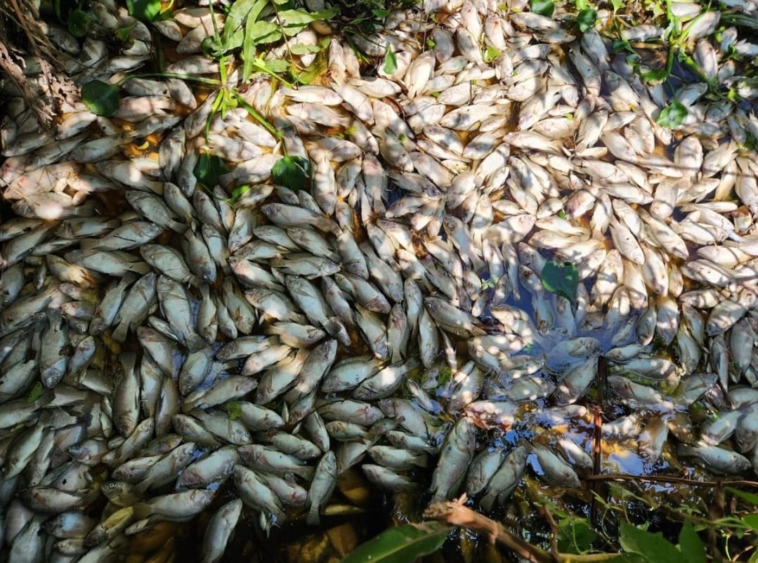 peixes mortos jacarepagua