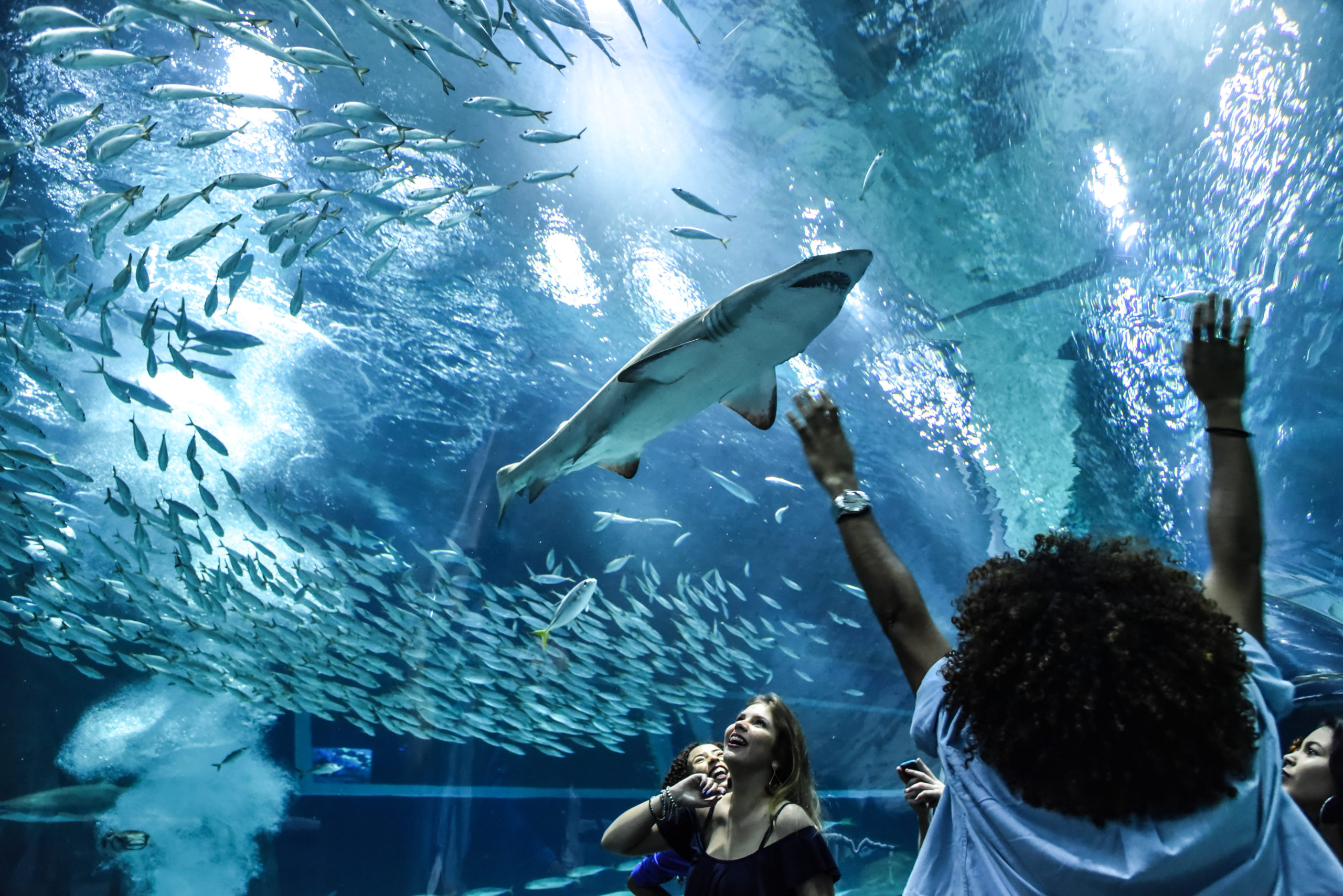 AquaRio comemora sete anos de abertura e presenteia os aniversariantes de novembro com ingressos gratuitos (Foto: Divulgação)