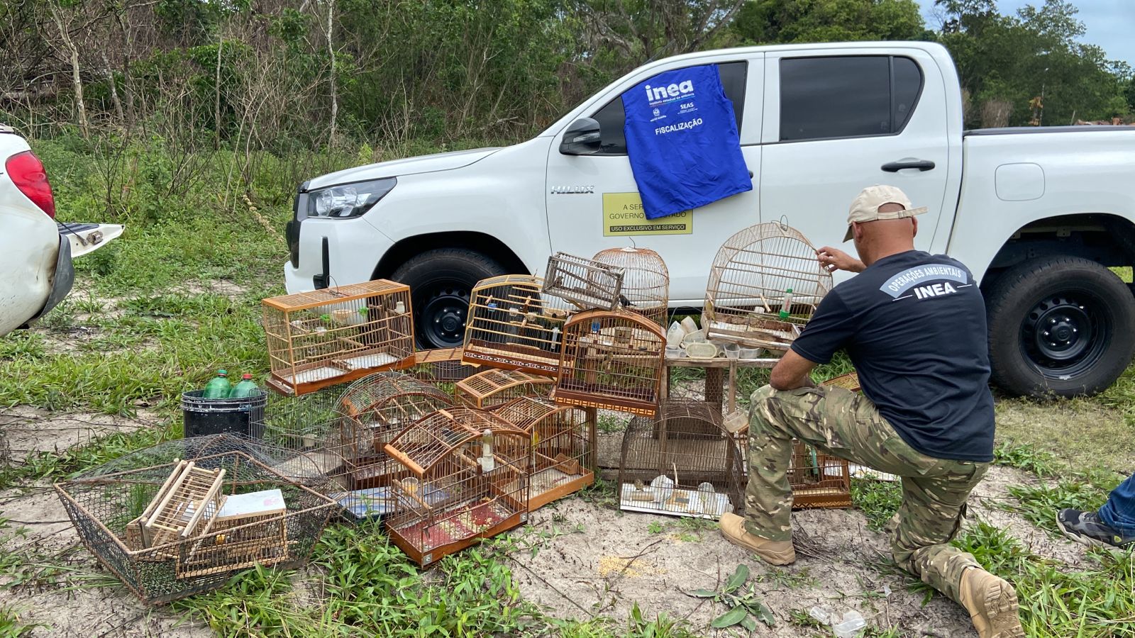 Inea resgata quase 30 aves silvestres mantidas em cativeiro
