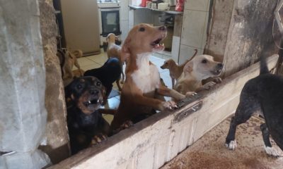 Prefeitura resgata mais de 20 cachorros na Rocinha