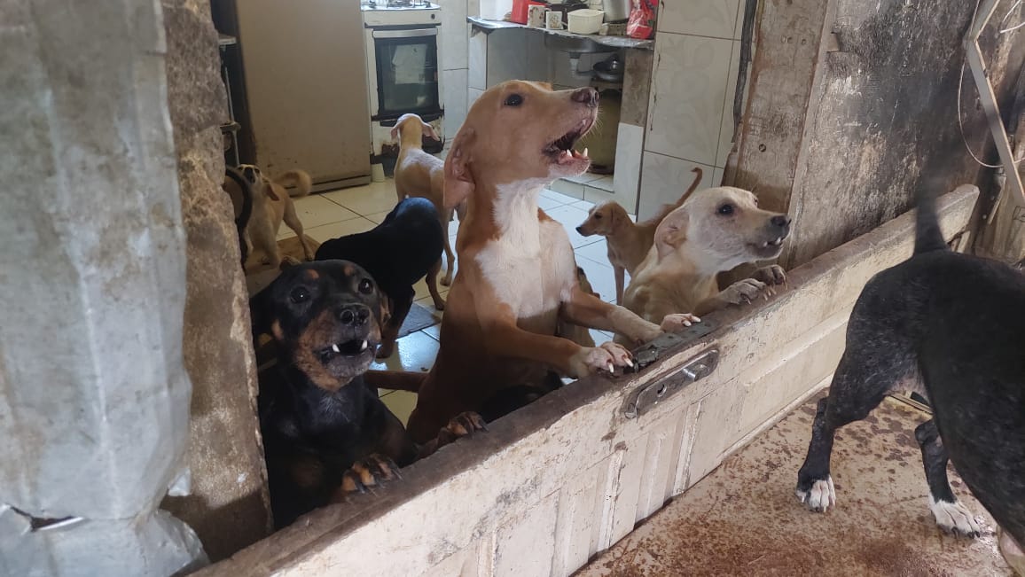 Prefeitura resgata mais de 20 cachorros na Rocinha