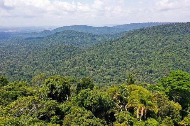 Desmatamento na Amazônia cai 22,3% entre agosto de 2022 e julho de 2023 (Foto: TV Brasil/ Divulgação)