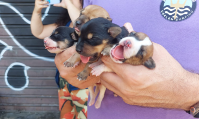 Animais resgatados foram encontrados com hipertermia, sem água, sem comida, amarrados em dois carrinhos de supermercado embaixo do sol