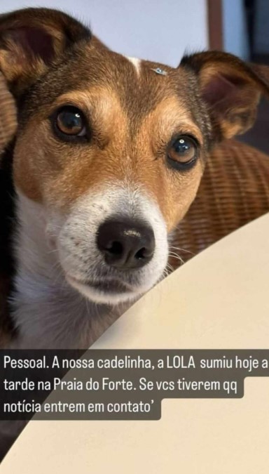 Família de Ivete Sangalo pede ajuda para localizar cachorrinha de estimação que desapareceu na Bahia