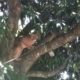 Onça é vista em árvore e assusta moradores de Indianápolis, no norte do Paraná