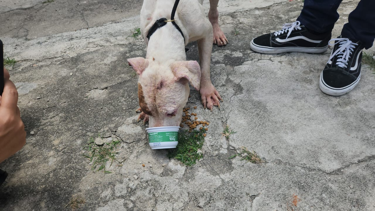Homem é preso por maus-tratos a cachorros em Madureira, na Zona Norte do Rio (Foto: Divulgação)