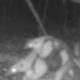 Mamãe tamanduá-mirim e seu filhote são flagrados em Niterói (Foto: Divulgação)