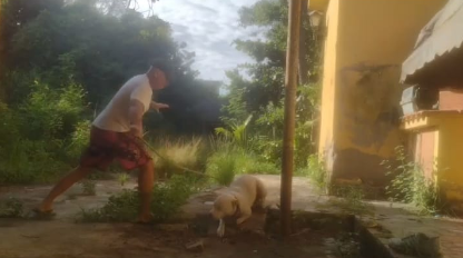 cachorro agredido sao goncalo