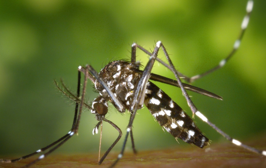 Mosquito da Dengue