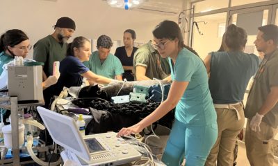 Onça-pintada do BioParque do Rio realiza check-up anual de saúde (Foto: Divulgação)