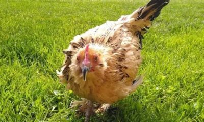 Morre galinha mais velha do mundo aos 21 anos