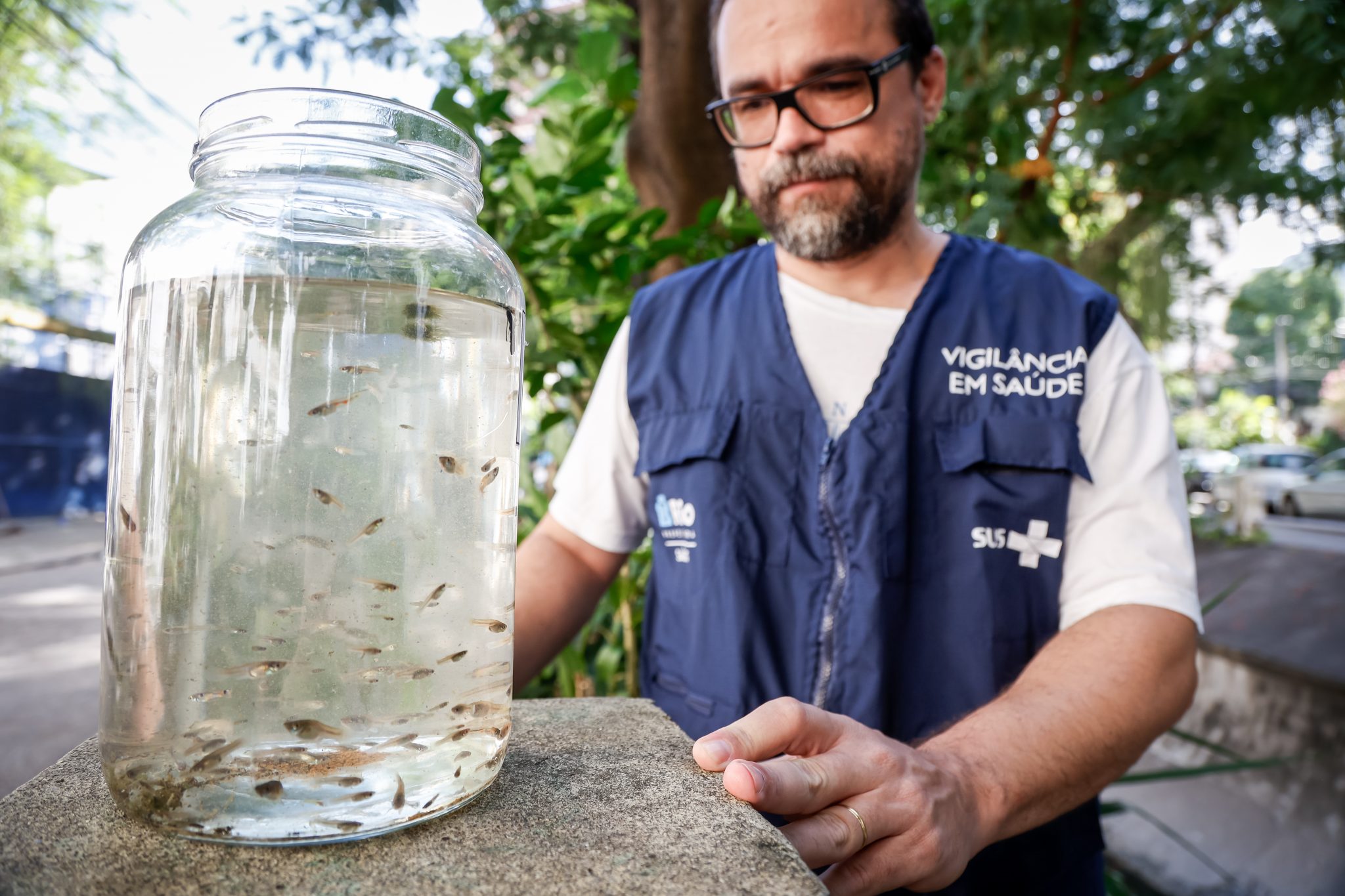 peixes barrigudinhos combate dengue