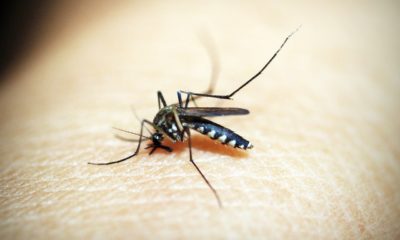 Casos de dengue crescem 72% no mês de janeiro nas emergências próprias da Unimed-Rio (Foto: Divulgação)