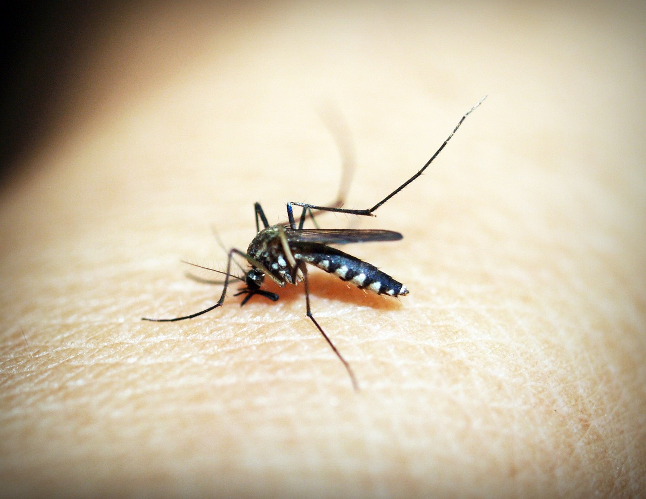 Casos de dengue crescem 72% no mês de janeiro nas emergências próprias da Unimed-Rio (Foto: Divulgação)