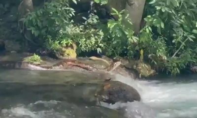 (Foto: Divulgação)