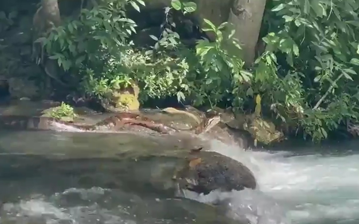 (Foto: Divulgação)