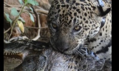 Onça ataca jacaré e cena viraliza na web; confira! (Foto: Divulgação)