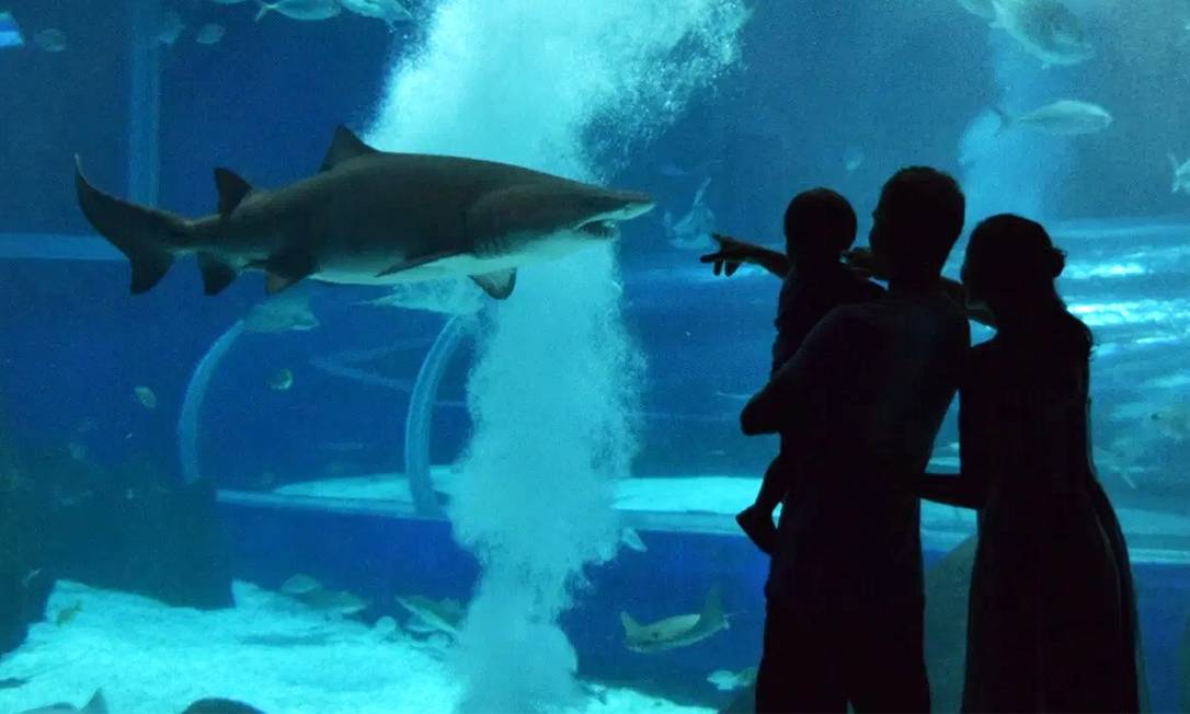 AquaRio (Foto: Divulgação)