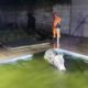 Boi cai em piscina e dá trabalho em resgate dos Bombeiros