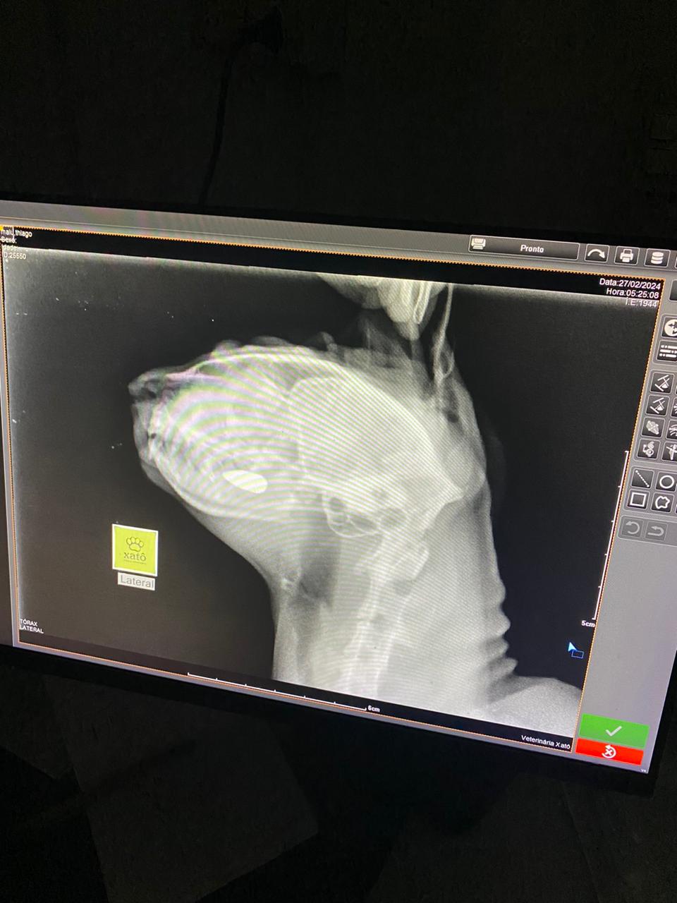 Gata é baleada durante operação no Complexo do Alemão