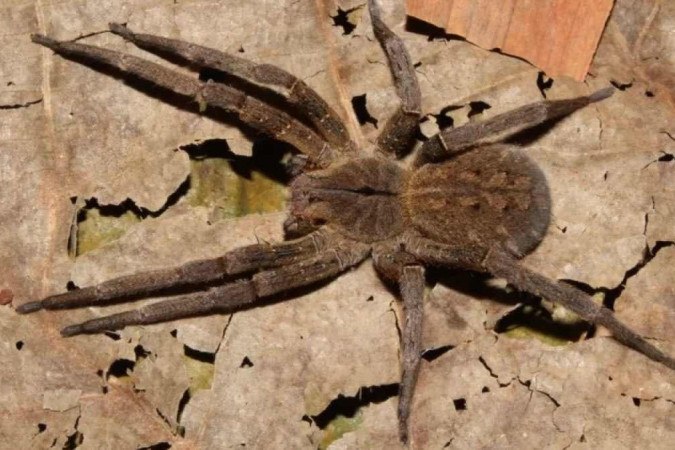 Aranha Phoneutria sp