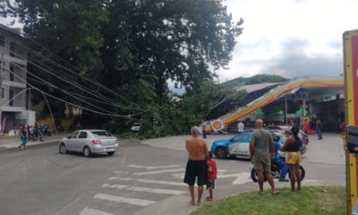 Árvore tombada na Estrada do Rio Grande na Taquara