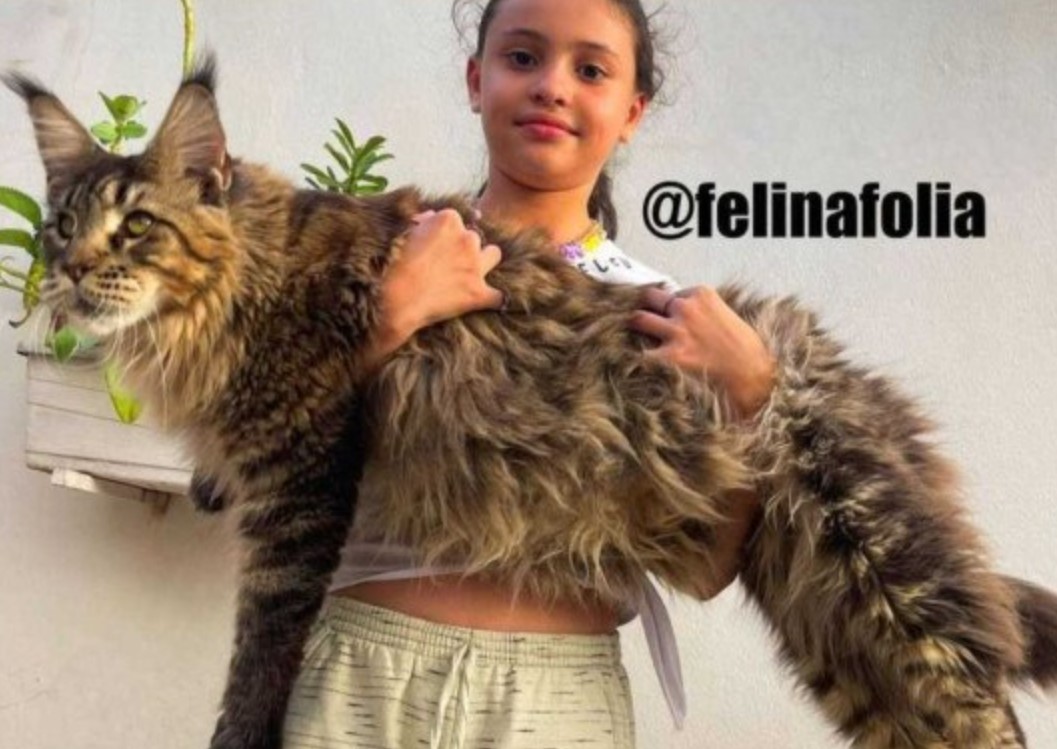 Gato gigante brasileiro