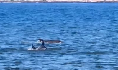 Golfinhos são vistos nadando em praia de Niterói