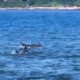 Golfinhos são vistos nadando em praia de Niterói
