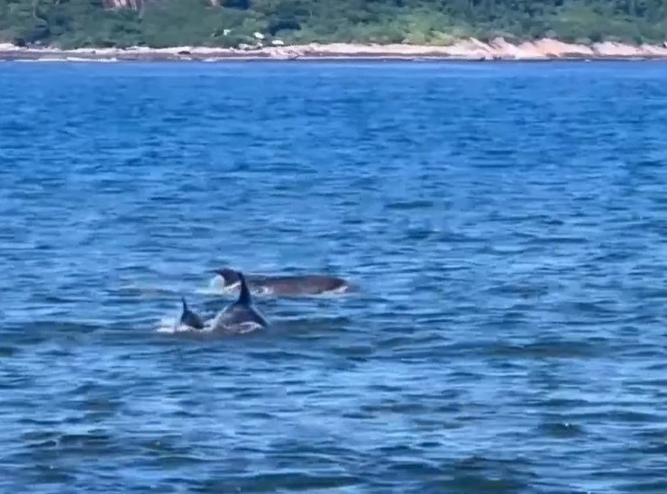 Golfinhos são vistos nadando em praia de Niterói
