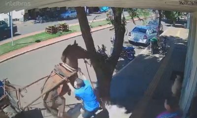 Vereador no Paraná é atacado por burro enquanto caminhava na rua