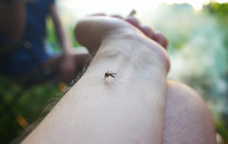Rio realiza 'Dia D' da campanha contra a dengue neste sábado (Foto: Divulgação)