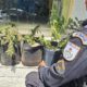 Polícia Militar apreende pés de maconha em Osvaldo Cruz