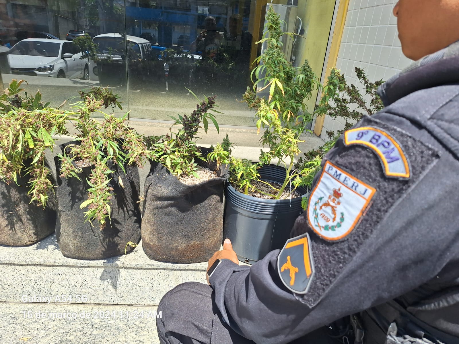 Polícia Militar apreende pés de maconha em Osvaldo Cruz