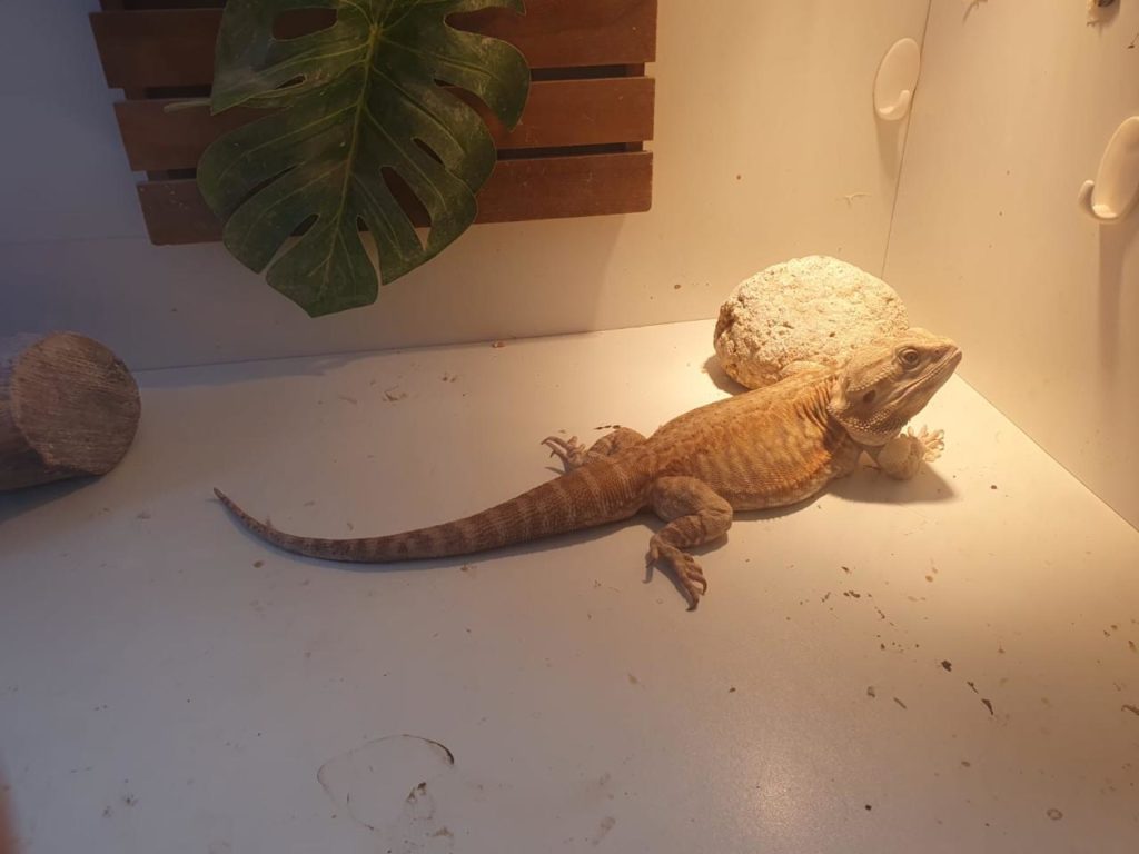 Lagarto australiano apreendido em operação da Polícia Federal