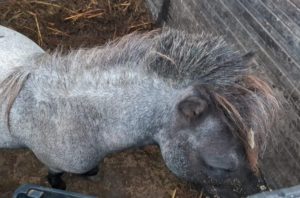 Pônei encontrado em frente à casa de bombeiro preso.
