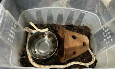 Cobra apreendida durante operação em Niterói