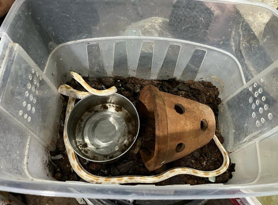 Cobra apreendida durante operação em Niterói