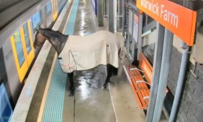 Cavalo invade estação de trem