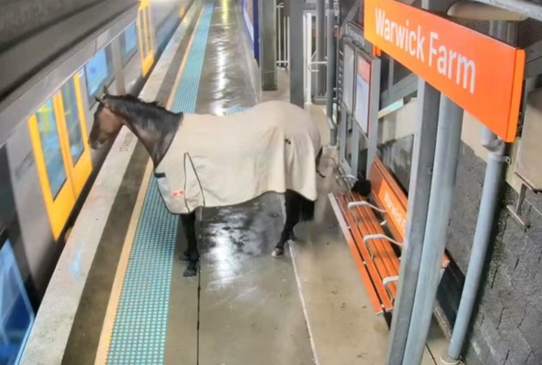 Cavalo invade estação de trem