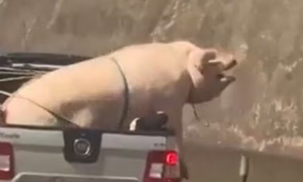 Porco e cabrito sendo transportados em carro de passeio