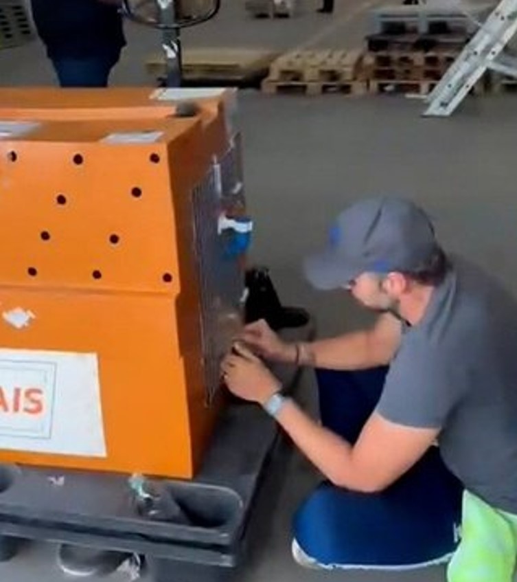 Gol erra destino de cão em transporte aéreo e animal morre.